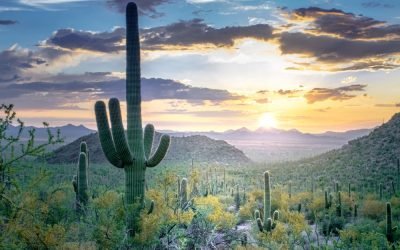 Panorámica Desierto de Sonora