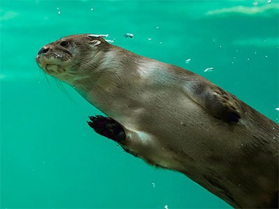 Tours to Visit Sea Lions