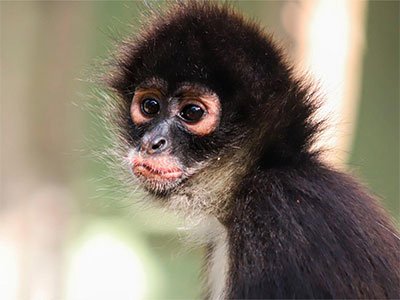 Monkey Sanctuary in Akumal